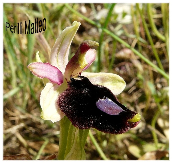 Ophrys bertolonii o explanata?